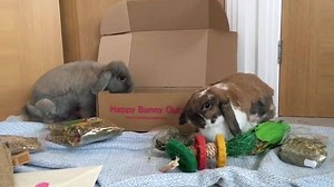 🐰 Do you have a bunny? 📦 Have you heard of subscriptions boxes? ✅ Yes - Join the club to get monthly boxes of buntastic toys, healthy treats & guaranteed bunny fun! | Happy Bunny Club