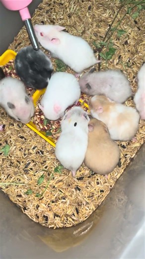 Tiny hamsters, BIG colors 🐹🔥Which one is your favorite? 👀💛