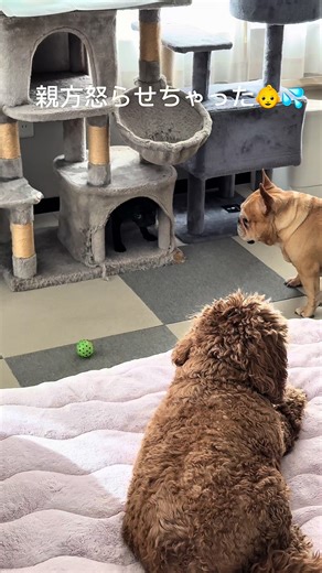 親方の忘れっぽさとフレブルの日常