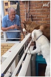 Elderly man makes sure these good boys get their treats daily 🐶❤️ | MetDaan Animals