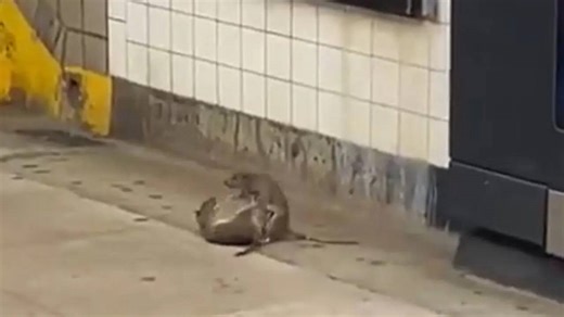 2 Rats Throw Punches, Backflips & Kicks At Each Other On NYC Subway Platform | Viral Video