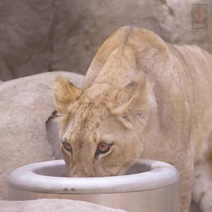 10K views · 908 reactions | WATCH | LION CUB UPDATE: Zoologist Brittany W. has the inside scoop on life with 10-month-old lion cubs Izwi, Ilola, and Tadala. From working on their healthcare training, to spending time with dad, Kijani on "daddy daycare days," there is never a dull moment with these three!  We just wish they would stop growing up so fast — it's hard to believe that Izwi's mane is already starting to come in! | Dallas Zoo | Facebook
