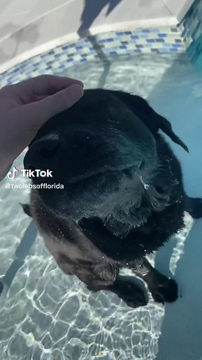hi guys! i had a great day today playing in the pool & running around outside! 💕☀️ #blacklabrador #dogsoftiktok #fyp #happy #doglover #labrador #labradorretriever #blacklabrador #foryou #foryoupage