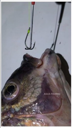 Easy Way to Remove a Hook from a Fish's Mouth