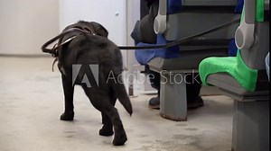 guide dog accompanies a blind man during a train ride on a trip around city. guide dog of the Labrador breed stands in the middle of the aisle on the train, and is looking for place to lie down