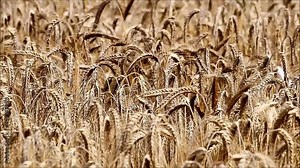 Triticale Field, Cultivated Hybrid Of Wheat And Rye Stock Video