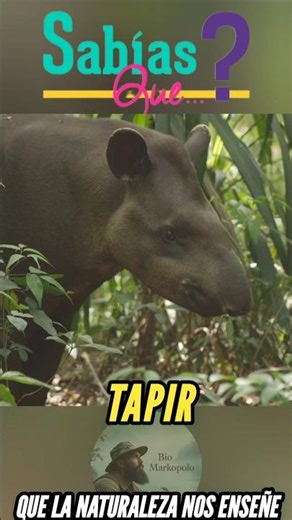Fun Facts About the Tapir #tapir #animals #didyouknow