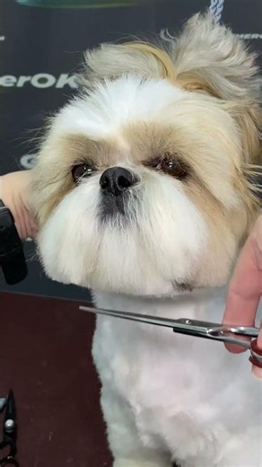 Calm and Dignified Shih Tzu Grooming Transformation