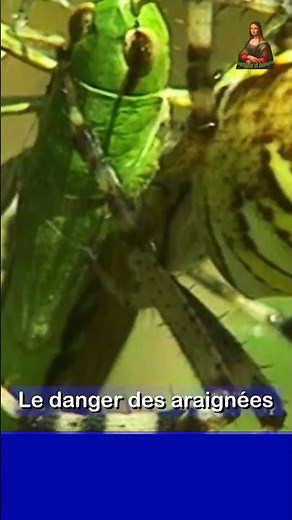 Le danger de l'araignée