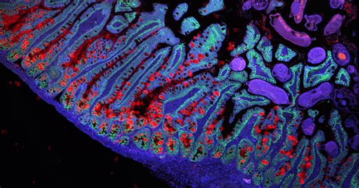 Amazing new images as 37-trillion-cell 'human atlas' nears first draft