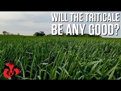 The New Air Seeder + Trying this Triticale Cow Feed | Cow Palace E81