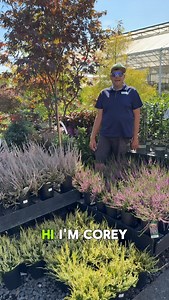 15 reactions | Plant Guru Cory is sharing fun Heather facts. Plant now so roots establish before winter. Our Fall Sale is on, 30% off Trees, Shrubs, Perennials, and Outdoor Pottery through September 21. Shop Puyallup, Federal Way, and Olympia. | Watson's Greenhouse and Nursery | Facebook