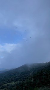 4.1K views · 168 reactions | Condors wheel and turn together, easily...