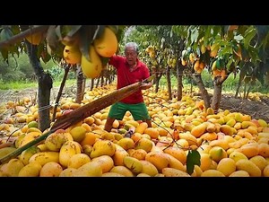 How It’s Made MANGO JUICE | Inside The Mango Juice Factory Full Process
