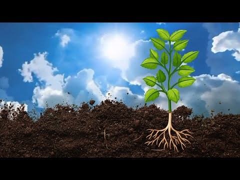 How & When Urea Will Be Taken Up By Plants | Farming Inspirations