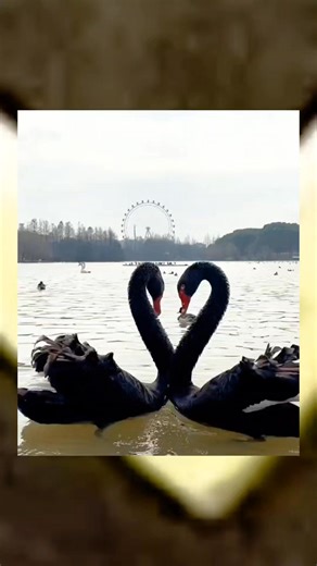 Two Male Swans Fall in Love and Outsmart Nature to Raise a Family of Their Own #SwanLove #AnimalFacts #BlackSwans #NatureStory #WildlifeWonder | Pets By Aamir
