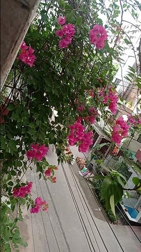 এটা একটা বেলকনি বাগান সবার তো ছাদ থাকেনা তাই সবাই বেলকনিতে একটি গাছ লাগাবেন