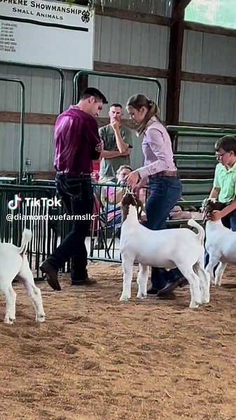 DVF’s Tyler Marker judging the Open Meat Goat Show in Vanderburgh County #fyp #fyp #livestock #agriculture #farmtok #livestockjudge #judge #judging #diamondvuefarms #dvf #winner #goats #boergoats #goatshow #showgoats #champion