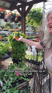 Looking for fast-growing colour and vertical interest? Meet Thunbergia, also known as Black-eyed Susan Vine. With bright, cheerful blooms and a trailing or climbing habit, Thunbergia is perfect for trellises, hanging baskets, and balcony railings. It adds instant charm to any sunny space. ✔️ Blooms in vibrant shades of orange, yellow, and white ✔️ Fast-growing and ideal for vertical or trailing displays ✔️ Loves full sun and regular watering ✔️ Great for patios, planters, or fences Whether you’r