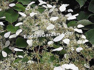 Schizophragma Hydrangeoides: Plantación, Cultivo Y Mantenimiento 🌿 Todo Sobre Jardinería Y Diseño De Jardines - 2025