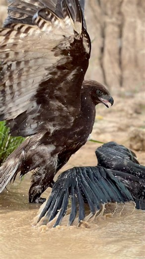 Eagle master of the skies and unique high flying predator attack the prey without mercy #Amazing #Unbelievable #hunting #skills #eagles #nature | Ros Veasna