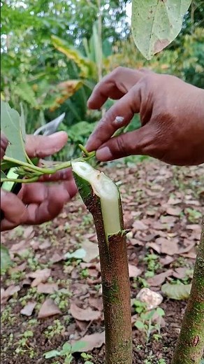 From seed to success: accelerating avocado fruit production through grafting #graftingavocado