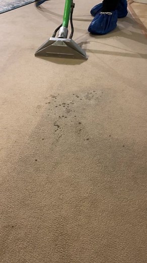 The first cleaning pass is always so satisfying 🙂 #cleaning #cleantok #cleanthatup #satisfying #carpetcleaning #steamcleaning