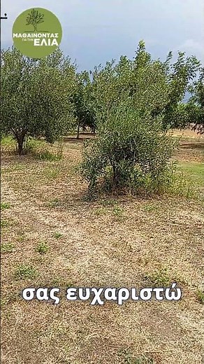 🌳 ΚΑΛΑΜΩΝ 🌳 ΑΥΣΤΗΡΟ Ή ΟΧΙ, Η ΕΞΕΛΙΞΗ ΜΕΤΡΑΕΙ #μαθαίνοντασ_για_την_ελιά #ελιά #olives #κλάδεμα_ελιάσ