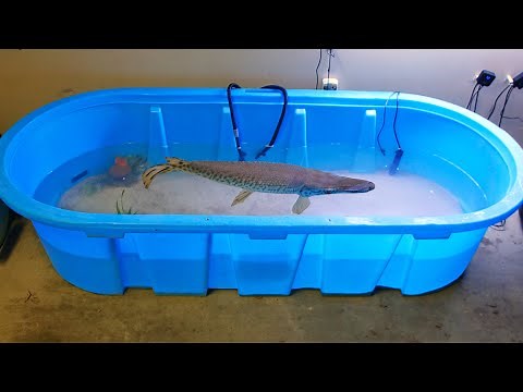 My Pet Alligator Gar Got a New Tank!