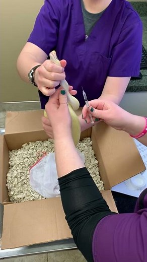 How to Administer Injectables into a Reptile - Snake