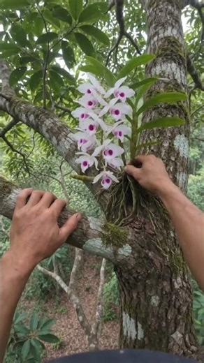 Hái Lan Trên Cây Cao Chót Vót | Công Việc Nguy Hiểm Nhưng Đầy Kỹ Năng