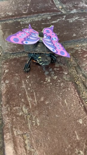 1.2K views · 29 reactions | Shell yeah, it’s spooky season!  Our baby turtles went out trick-or-treating for their favorite snacks — dried shrimp , of course! 戀 But they just wanted candy... Who says Halloween is just for humans?  #halloween #turtles #baby #candy #funny #trickortreat | Aquascape Pond Shop | Facebook