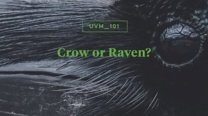 2.6K views · 69 reactions | How to tell the difference between an American Crow and Common Raven? Wildlife biologist Allan Strong explains. | University of Vermont | Facebook