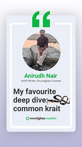 One of India's 'big four' venomous snakes, the common krait is an enigmatic reptile with a big reputation. A shy, nocturnal snake whose venom is a potent neurotoxin, the common krait is one of the most misunderstood species on the subcontinent, often the victim of persecutory killing. Despite its scary image, not much is actually known about the common krait. Our commissioning editor, Anirudh Nair, tells you why you should #DeepDive into our species deep dive on the common krait, where you can f