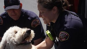 FirstNet, AT&T launch therapy dog program to support first responder health and wellness