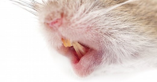 Mouse Teeth: Everything You Need to Know