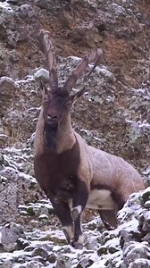 11K views · 194 reactions | Buongiorno ☕️ Il maestoso stambecco del Bezoar 殺 | Avvistamenti di Creature Mitologiche | Facebook