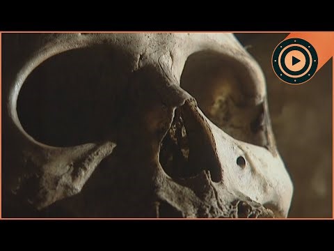 3 Murders Solved By INSECTS | The New Detectives