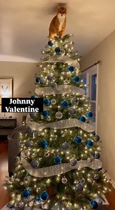 POV Your dog IS the tree topper | Johnny Valentine