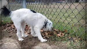 38K views · 166 reactions | Looking for a little dog? Well you're in luck because we currently have quite the selection! To meet any of these adoptable cuties, just submit a no-obligation adoption application on our website at poundbuddies.org and we'll contact you to set up an appointment! | Pound Buddies | Facebook