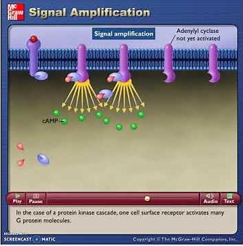 McG-H - Signal Amplification