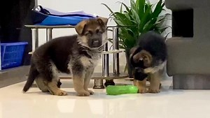 1K views · 16 reactions | German shepherd male puppies available with kci paper Contact 9773344988 for more details | Mumbai Pet Shop & Pet Clinic | Facebook