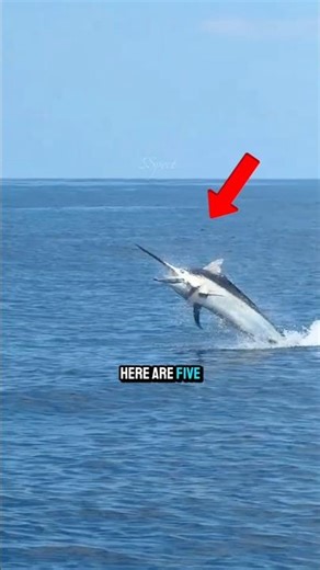 5 Fastest Fish on Earth !!!