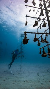 Looking for a summer internship that makes a real impact? Our Coral Conservation & Reef Restoration Internship introduces interns to hands-on marine conservation through daily operations, fieldwork and community programs. Interns are mentored by experienced professionals and can grow into advanced roles over multiple semesters. Before applying, please note: • Applicants must be 21 years or older • Applicants must already be eligible to work in the U.S. (CRF does not provide visa sponsorship) • I