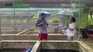103K views · 2.6K reactions | From HOBBY to BIGGEST GOLD FISH FARM in the PHILIPPINES TODAY | Agribusiness | Facebook