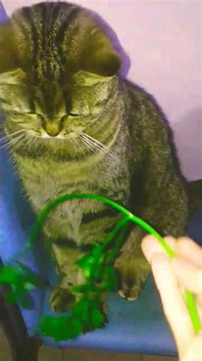 #cutecat #lusi #cuteanimal #kitten