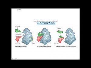 Unit 2, Part 7 Enzymes
