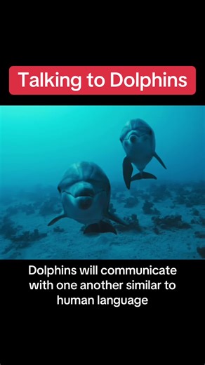 Understanding Dolphin Communication: The Secrets Within