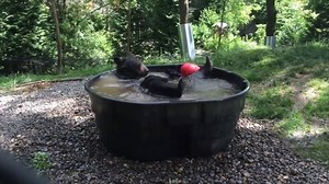188K views · 2.8K reactions | Trying to beat the summer heat? High temps in Portland, Oregon prompted the Oregon Zoo to give Takoda, a black bear, her own swimming pool. How are you beating the heat? WeatherNationTV.com – Video: Oregon Zoo | WeatherNation | Facebook