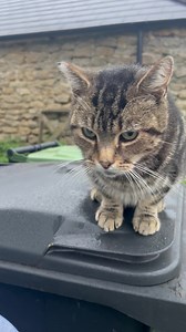 Our grumpy Sunday cat of the day Arthur #catoftheday #grumpycat #arthurthecat | Caenhill Countryside Centre